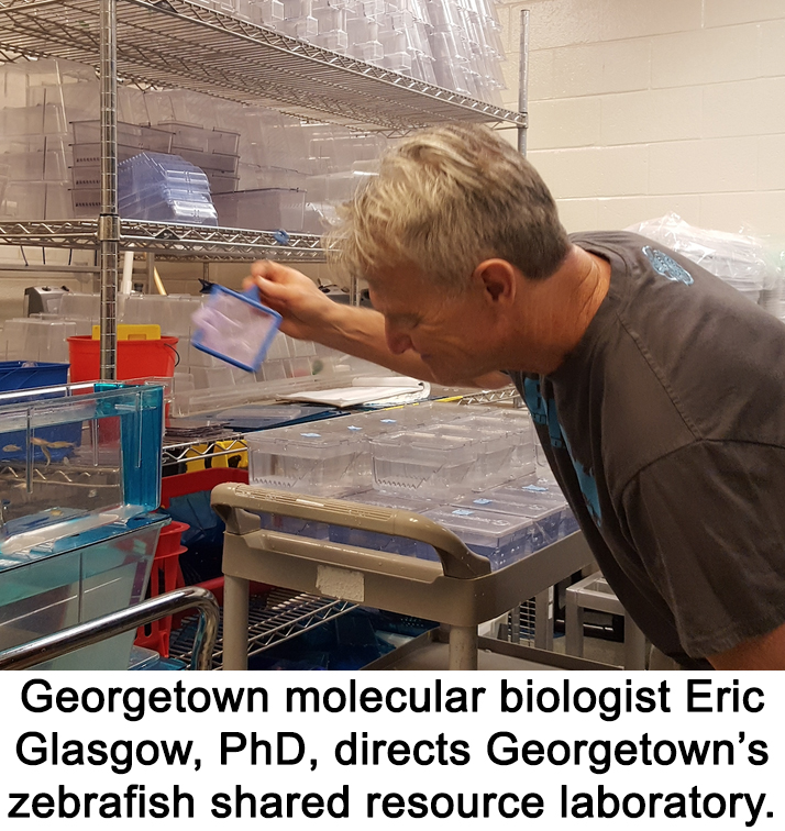 Georgetown molecular biologist Eric Glasgow, PhD, directs Georgetown’s zebrafish shared resource laboratory