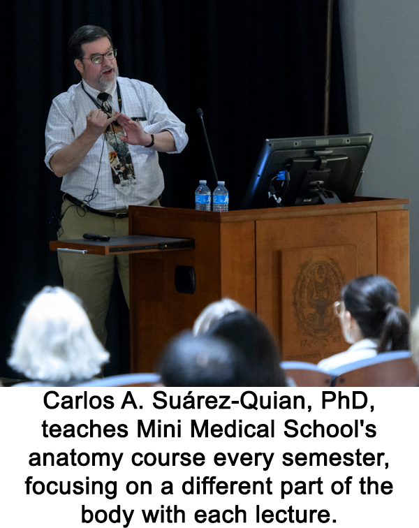 Carlos A. Suárez-Quian, PhD, teaches Mini Medical School's anatomy course every semester, focusing on a different part of the body with each lecture.