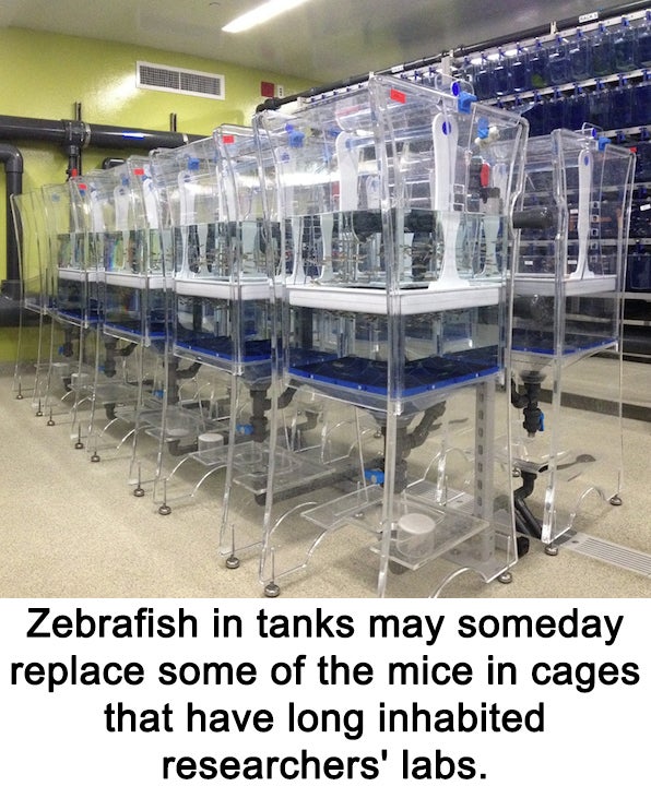 Zebrafish in tanks may someday replace some of the mice in cages that have long inhabited researchers' labs.