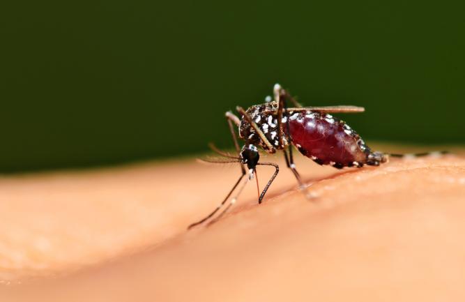 Mosquito sucking blood from beneath human skin