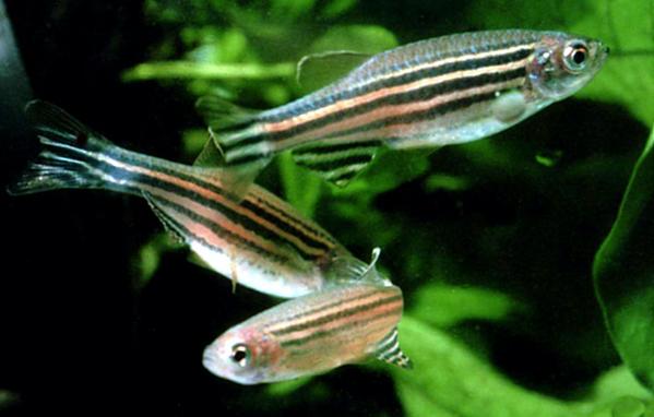 Black-stripe minnow - Healthy Rivers