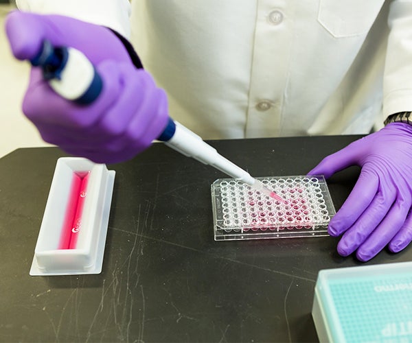 Gloved hands pipette liquid into a tray of tiny wells