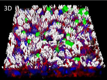 A microscopic image of lung tissue cells