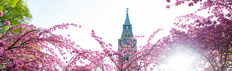 Cherry blossoms frame a view of Dahlgren Chapel