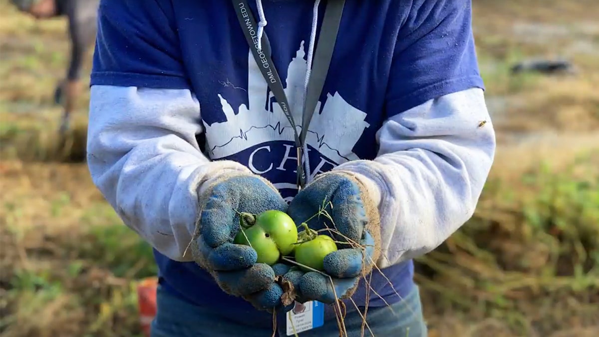 A volunteer holds green tomatoes gathered during a volunteer session