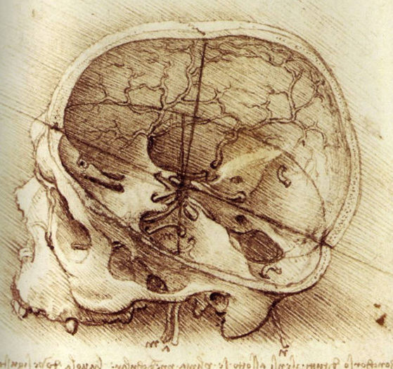 A sketch of a human skull cut open to reveal the interior openings