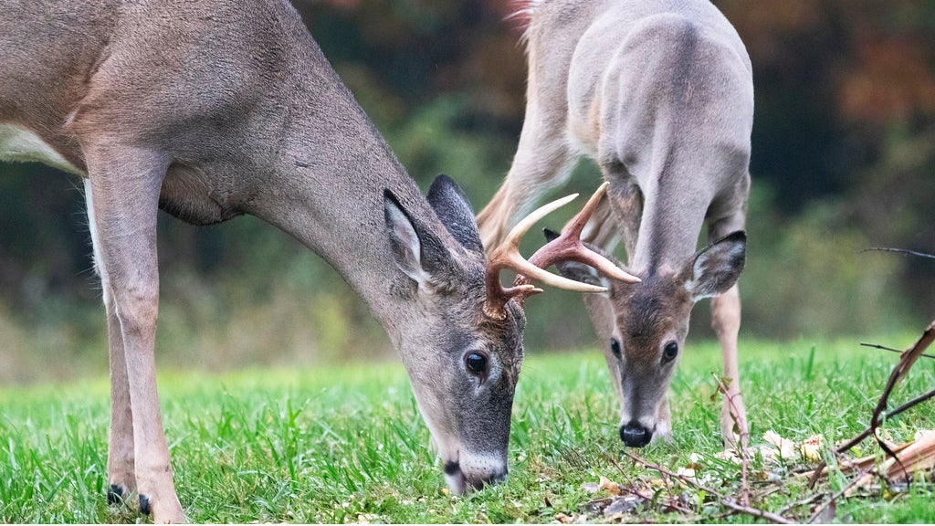 Two deer graze on grass