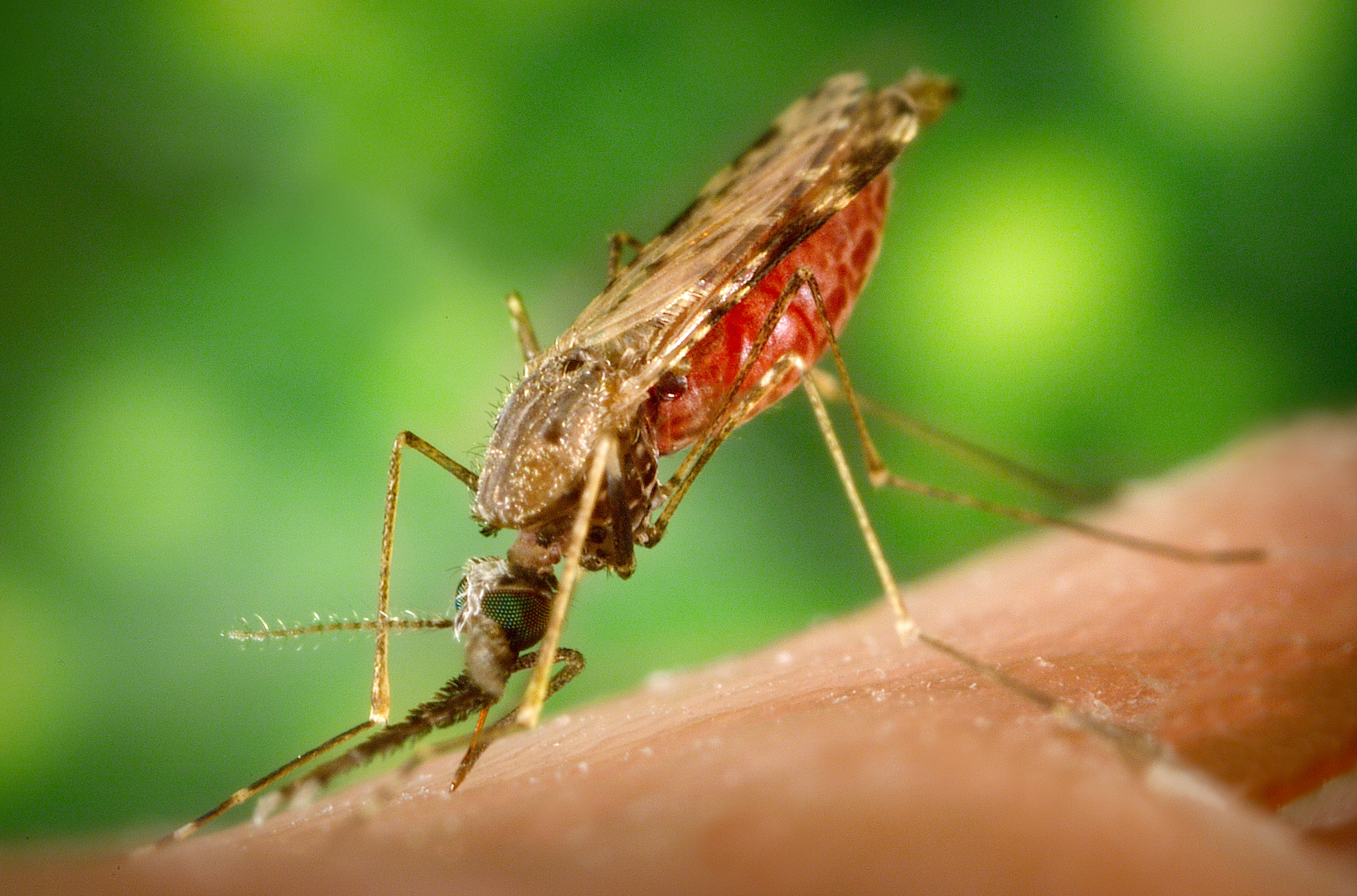 Anopheles albimanus mosquito