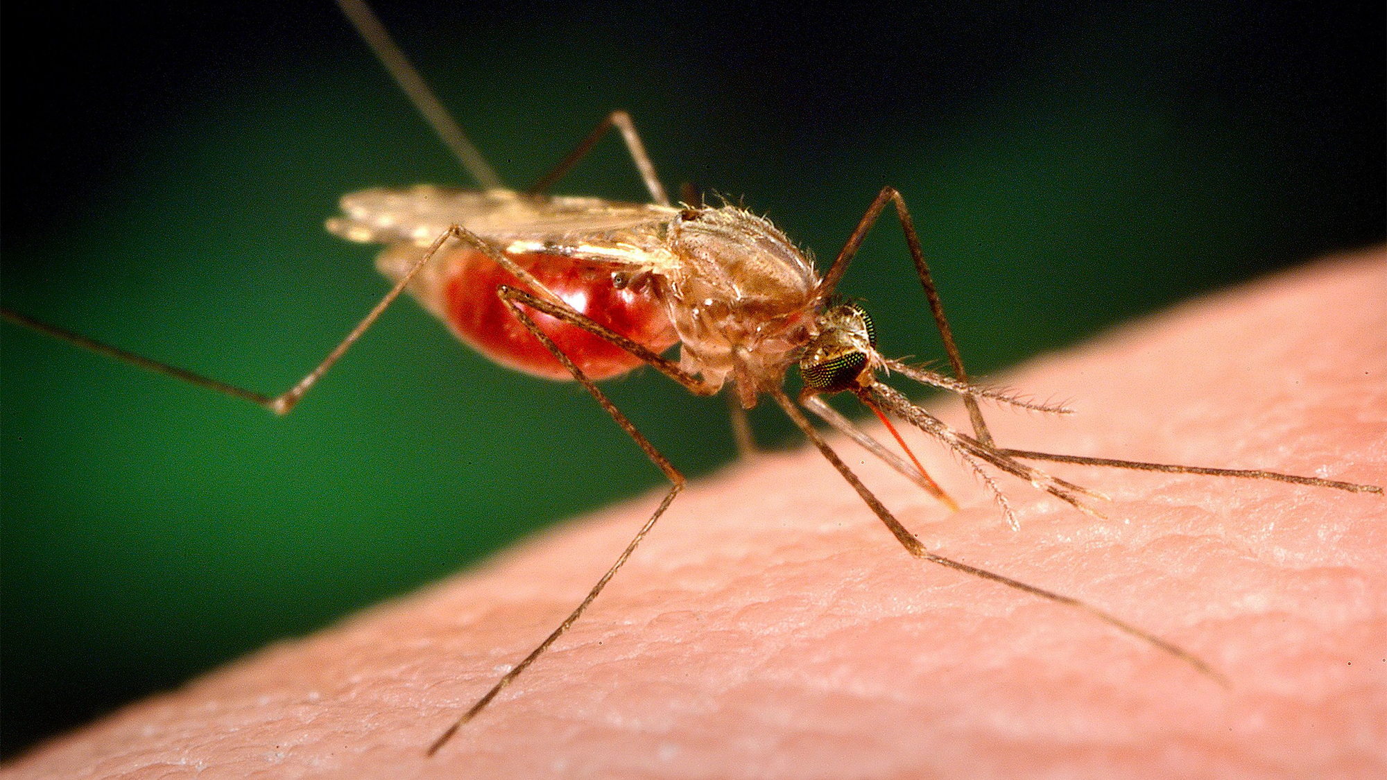 A female Anopheles funestus mosquito filled with blood prepares to bite human skin