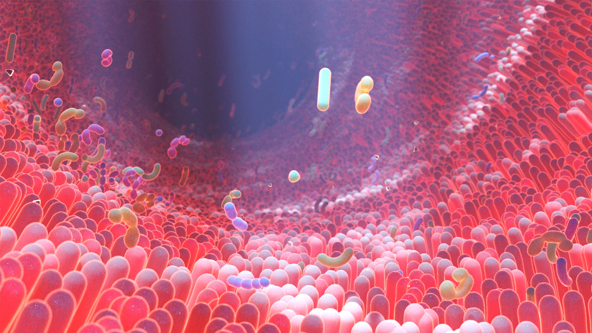 A photoillustration of the lining of the human gut with bacteria of various shapes floating on and near it