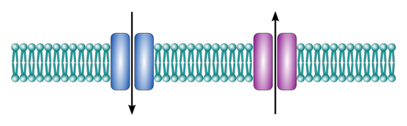 An illustration depicts two ion channels in a cellular membrane with arrows indicating the flow of ions in and out