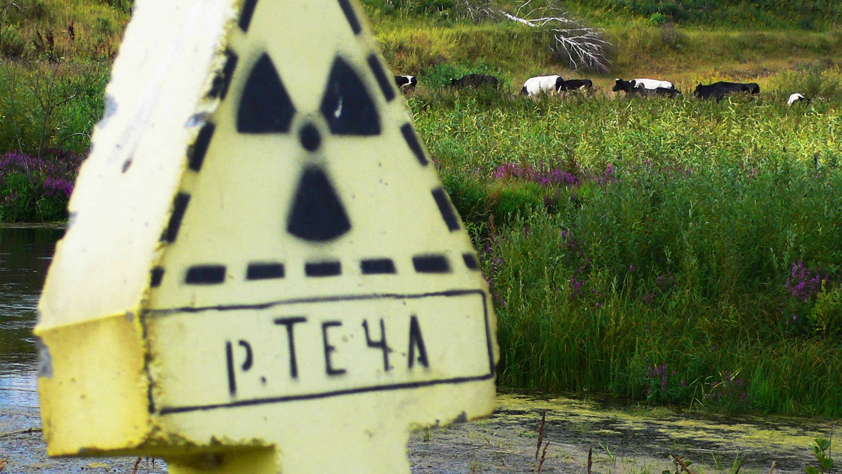 A sign with the radiation symbol on it stands next to a river with cows grazing in green fields nearby