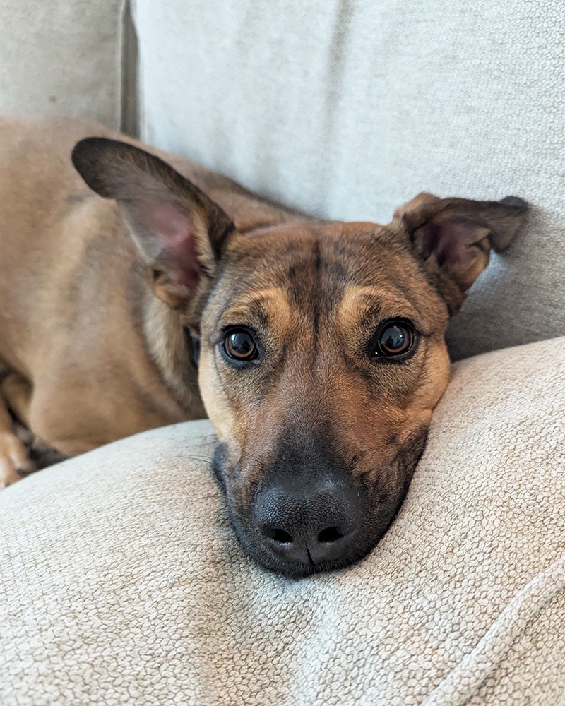 A dog rests it head on a couch cushion