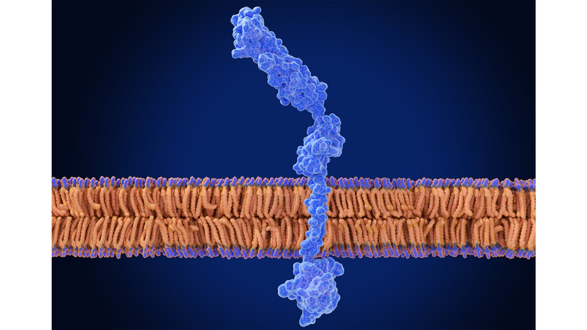 RAGE receptor computer-generated illustration